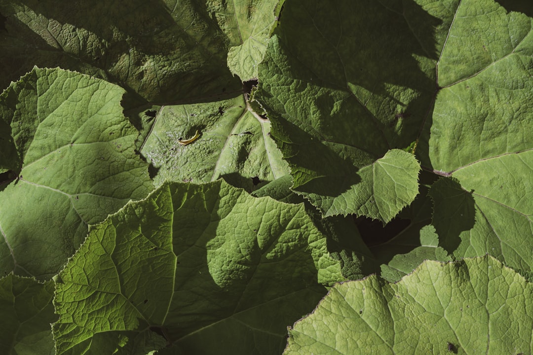 Captivating Botanical Garden Photoshoot